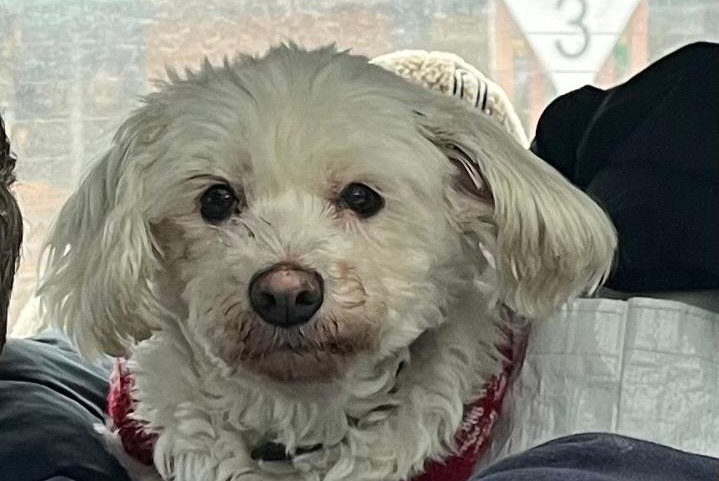 Avviso scomparsa Cane  Femmina , 13 anni Paris Francia