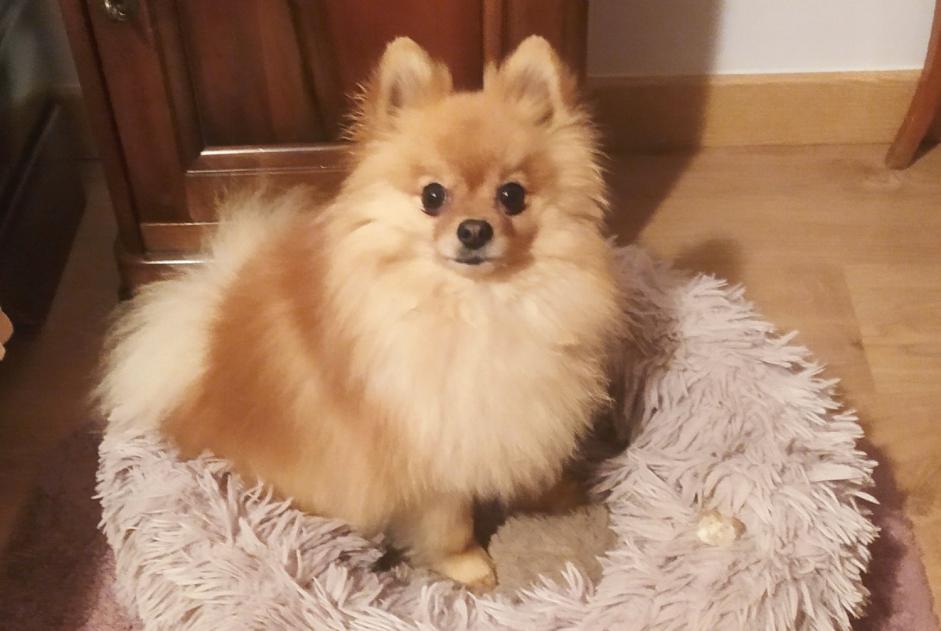Avviso scomparsa Cane  Maschio , 3 anni Marguerittes Francia