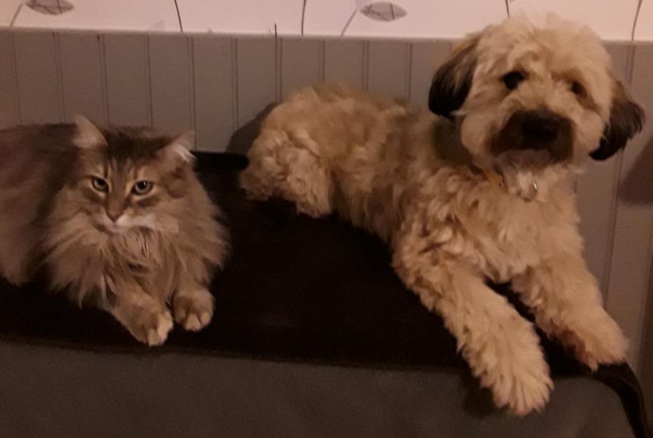 Avviso scomparsa Cane incrocio di razze Maschio , 8 anni Comines-Warneton Belgio Avviso scomparsa Cane incrocio di razze Maschio , 8 anni Comines-Warneton Belgio