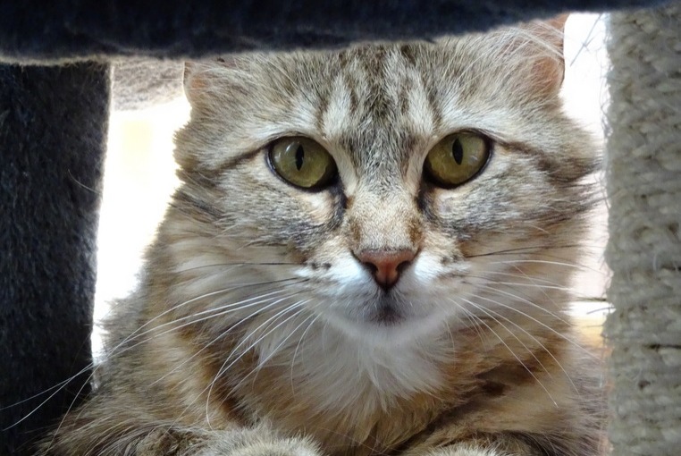 Avviso scomparsa Gatto Femmina , 5 anni Avrainville Francia Avviso scomparsa Gatto Femmina , 5 anni Avrainville Francia