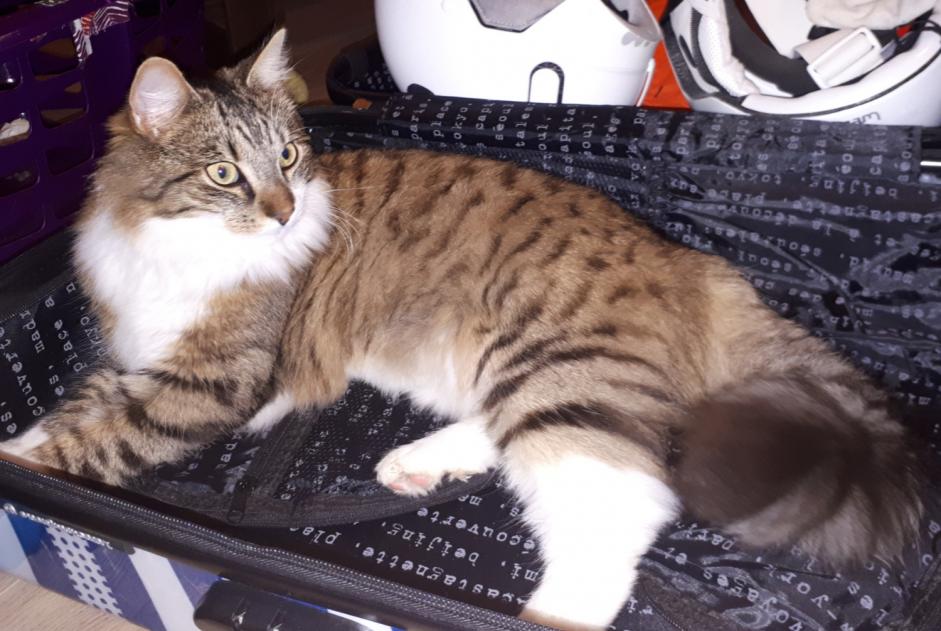 Avviso scomparsa Gatto Maschio , 6 anni Montbazon Francia Avviso scomparsa Gatto Maschio , 6 anni Montbazon Francia