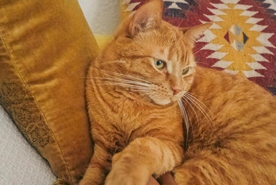Avviso scomparsa Gatto incrocio di razze Maschio , 3 anni Fribourg Svizzera Avviso scomparsa Gatto incrocio di razze Maschio , 3 anni Fribourg Svizzera
