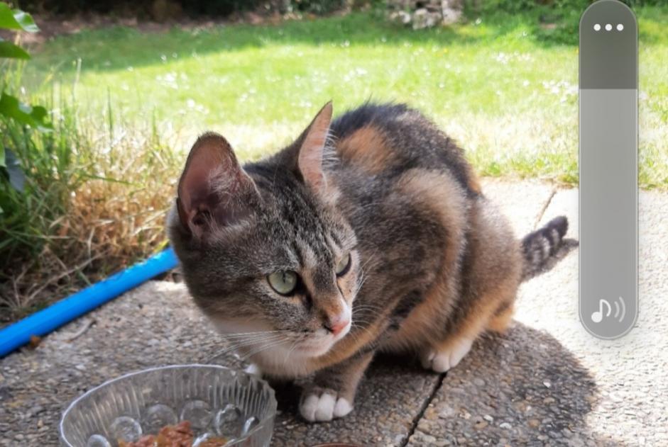 Avviso Ritrovamento Gatto Femmina , 1 anno Dourdan Francia