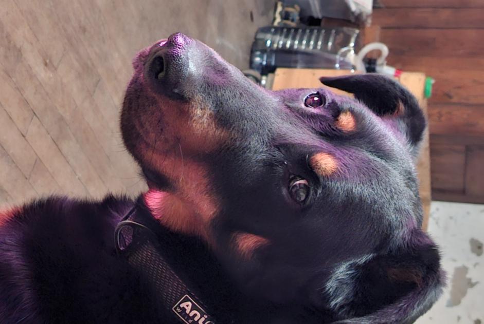 Verdwijningsalarm Hond Mannetje , 2 jaar Saint-Victor-Montvianeix Frankrijk Verdwijningsalarm Hond Mannetje , 2 jaar Saint-Victor-Montvianeix Frankrijk