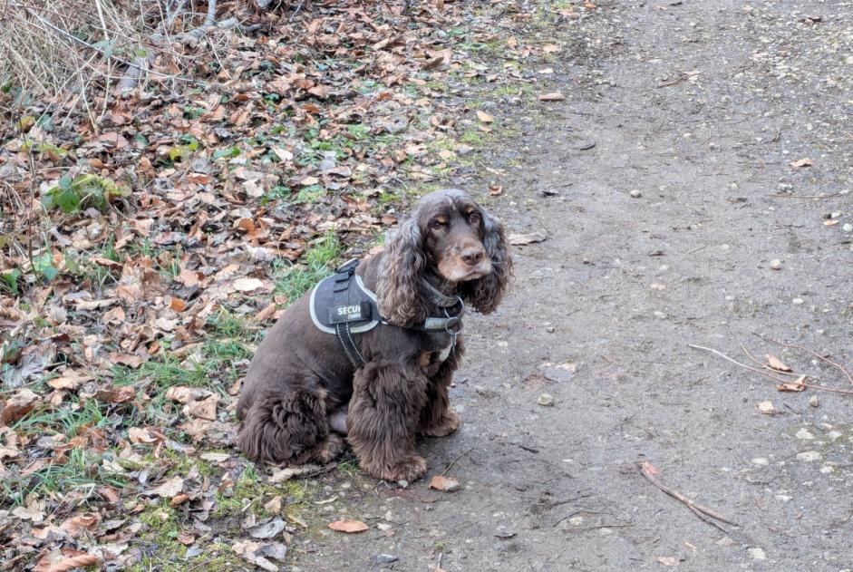 Verdwijningsalarm Hond Mannetje , 11 jaar Val de Briey Frankrijk Verdwijningsalarm Hond Mannetje , 11 jaar Val de Briey Frankrijk