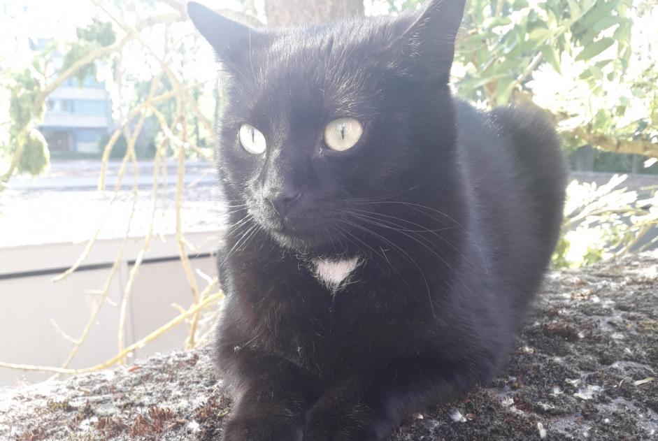 Ontdekkingsalarm Kat Onbekend Saint-Saulve Frankrijk