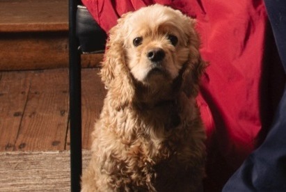 Alerta desaparecimento Cão  Macho , 5 anos Ciney Belgium