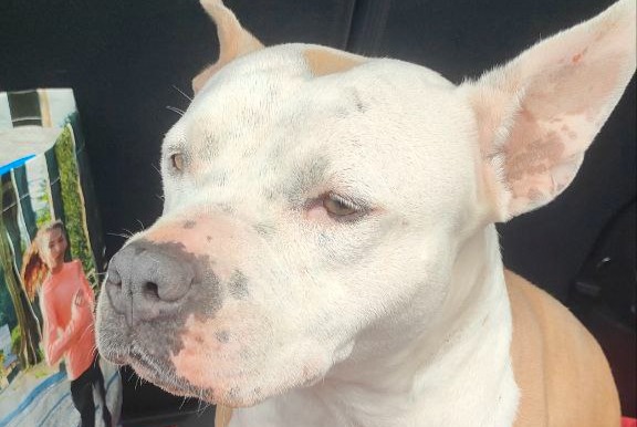 Alerta descoberta Cão cruzamento Fêmea Rho Italy Alerta descoberta Cão cruzamento Fêmea Rho Italy