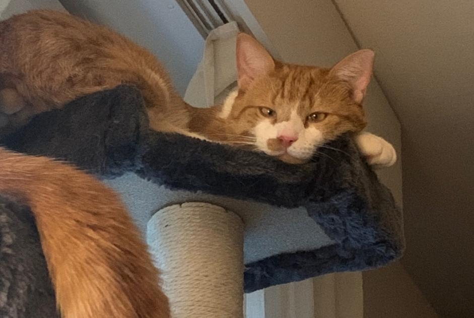 Alerta desaparecimento Gato cruzamento Macho , 4 anos Lausanne Switzerland