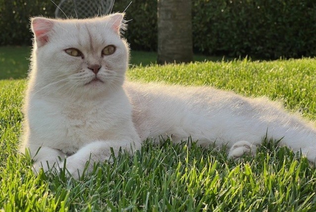 Alerta desaparecimento Gato  Macho , 6 anos Prangins Switzerland