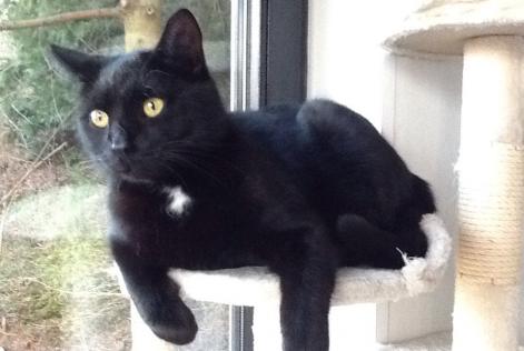 Alerta desaparecimento Gato européen Macho , 10 anos Wavre Belgium Alerta desaparecimento Gato européen Macho , 10 anos Wavre Belgium