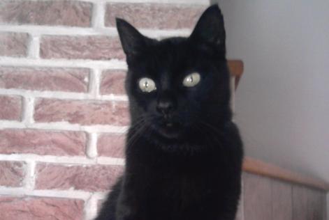 Alerta desaparecimento Gato Type européen Fêmea , 24 anos Herstal Belgium Alerta desaparecimento Gato Type européen Fêmea , 24 anos Herstal Belgium