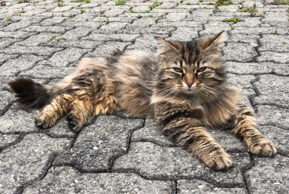 Alerta desaparecimento Gato cruzamento Macho , 9 anos Versoix Switzerland Alerta desaparecimento Gato cruzamento Macho , 9 anos Versoix Switzerland