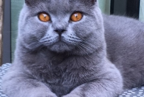 Alerta desaparecimento Gato Fêmea , 6 anos Namur Belgium Alerta desaparecimento Gato Fêmea , 6 anos Namur Belgium