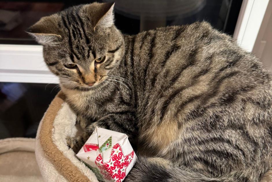 Alerta desaparecimento Gato cruzamento Macho , 1 anos Bercher Switzerland Alerta desaparecimento Gato cruzamento Macho , 1 anos Bercher Switzerland