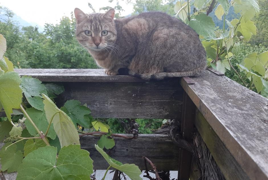 Alerta descoberta Gato Fêmea Martigny-Combe Switzerland