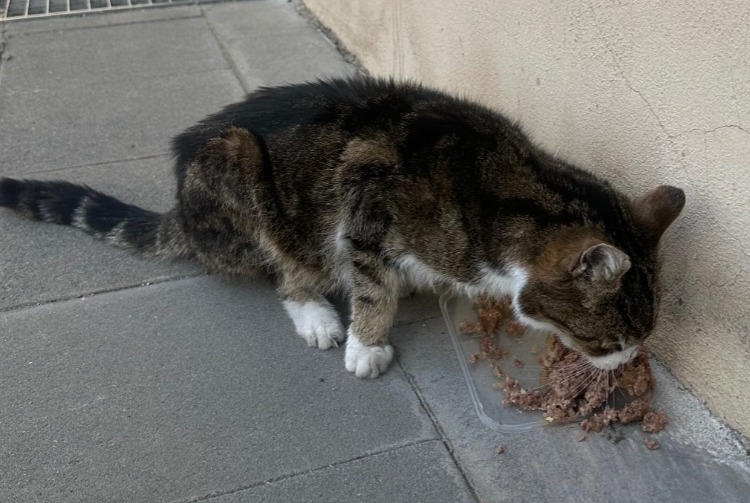 Alerta descoberta Gato cruzamento Fêmea Luxembourg Luxembourg