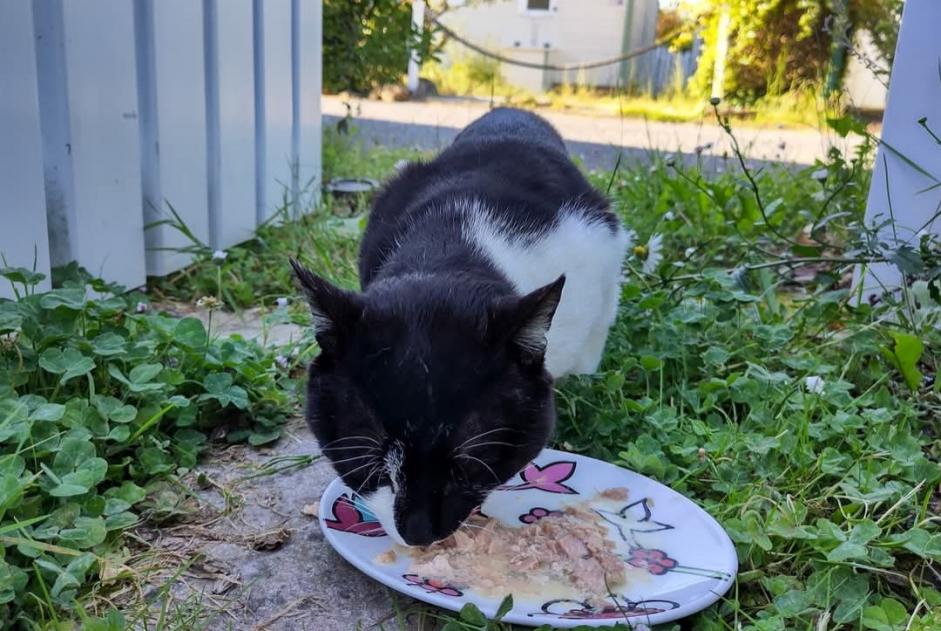 Alerta descoberta Gato Macho L'Aiguillon-sur-Vie France
