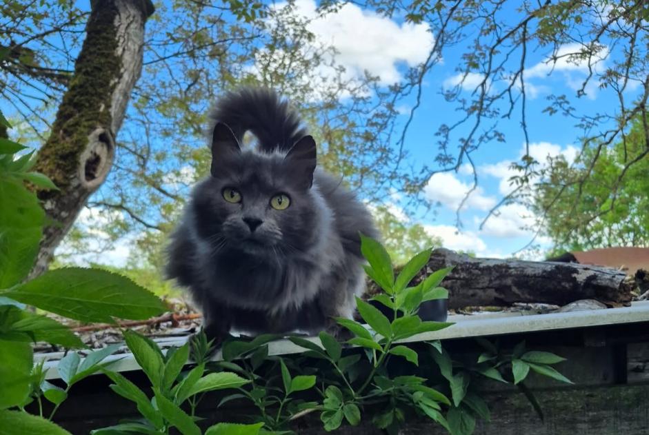 Alerta descoberta Gato cruzamento Fêmea Vouillé France