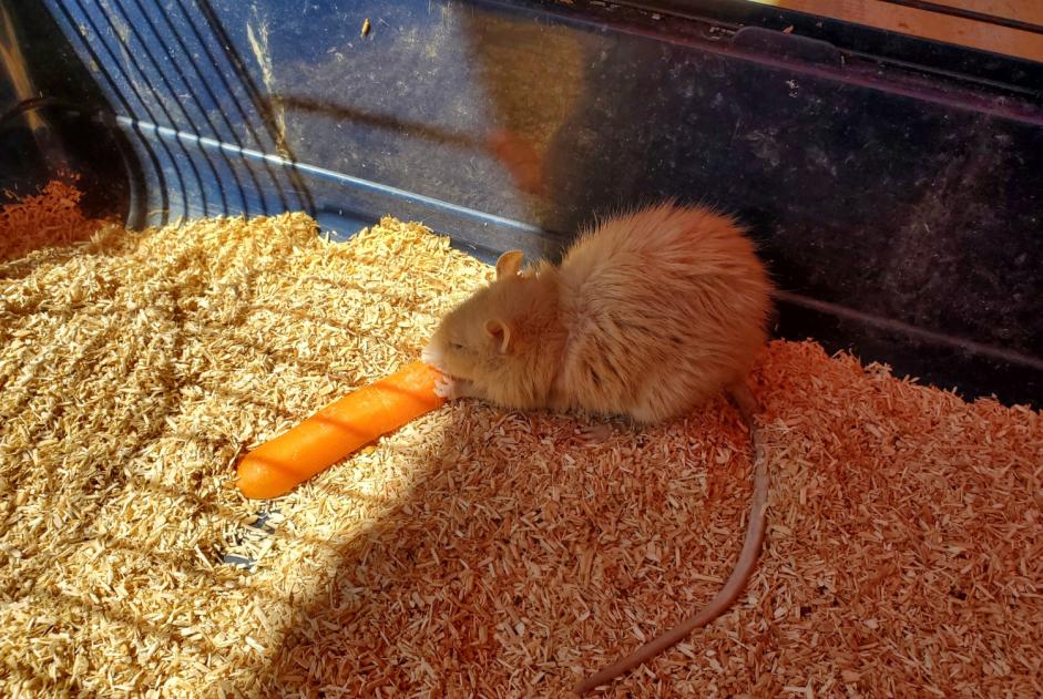 Alerta descoberta Outro Rat Macho Monthey Switzerland