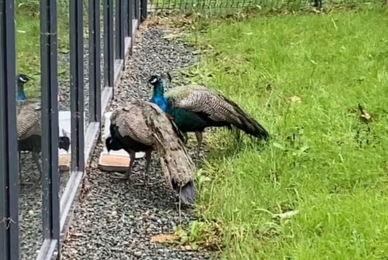 Alerta descoberta Pássaro Macho La Roche-sur-Yon France Alerta descoberta Pássaro Macho La Roche-sur-Yon France