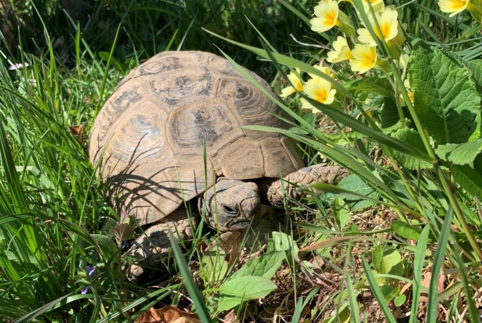 Alerta desaparecimento Tartaruga Fêmea , 2025 anos Chernex Switzerland